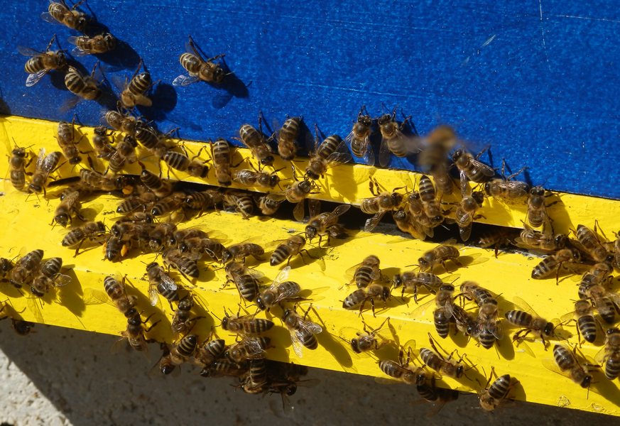 Obavijest Ministarstva poljoprivrede za sektor pčelarstva